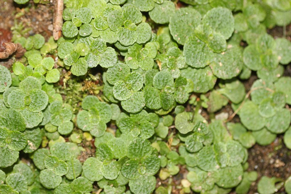 Dorine à feuilles opposées, Hépatique des marais Chrysosplenium oppositifolium L., 1753
