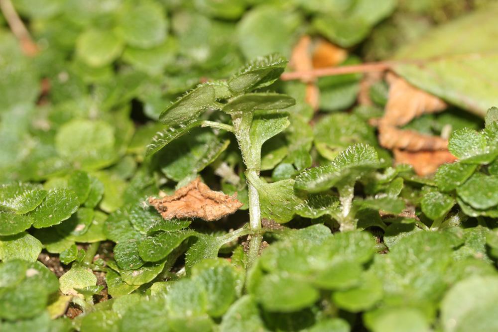 Dorine à feuilles opposées, Hépatique des marais Chrysosplenium oppositifolium L., 1753