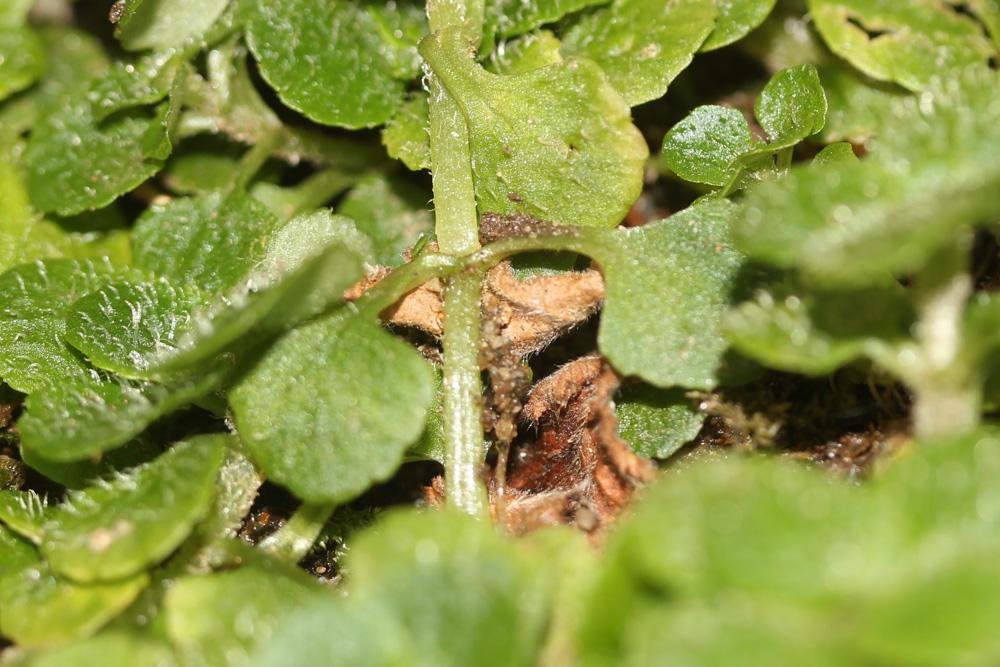 Dorine à feuilles opposées, Hépatique des marais Chrysosplenium oppositifolium L., 1753