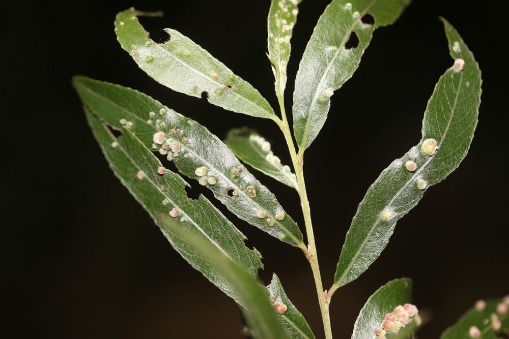 Le  Aculus tetanothrix (Nalepa, 1889)