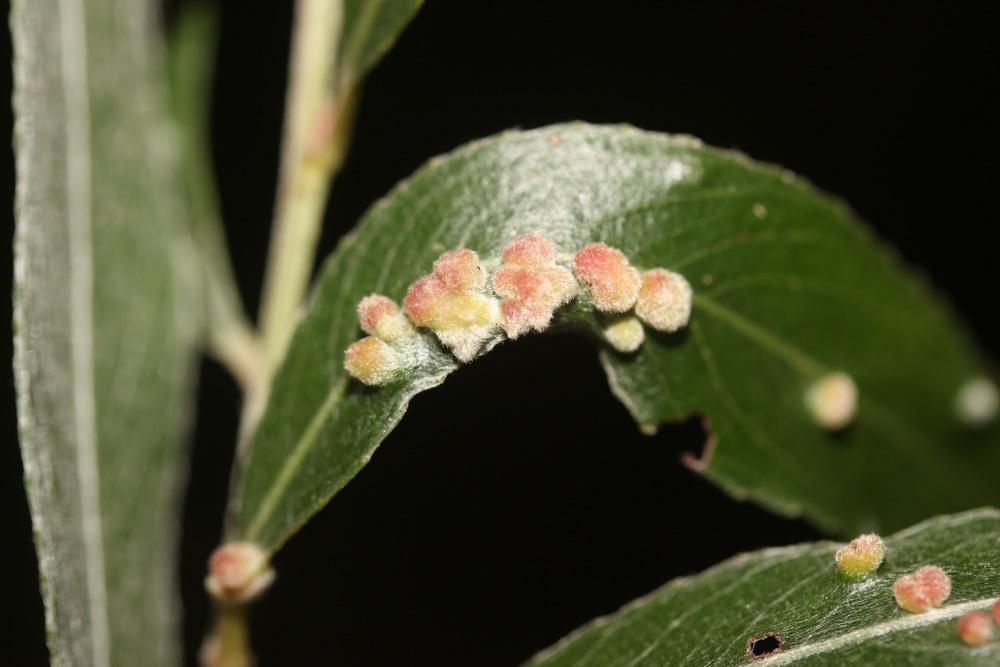  Aculus tetanothrix (Nalepa, 1889)