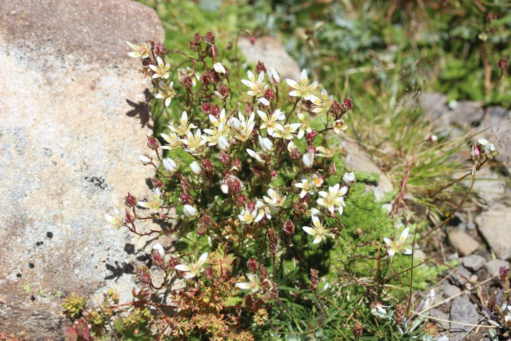 Saxifrage d'Auvergne Saxifraga bryoides L., 1753