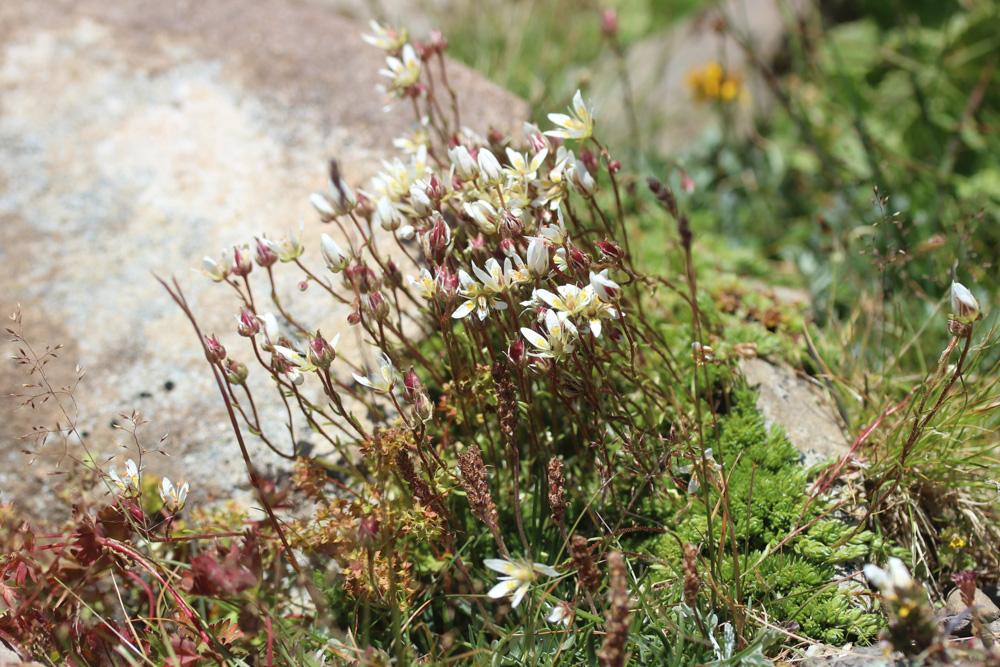 Saxifrage d'Auvergne Saxifraga bryoides L., 1753