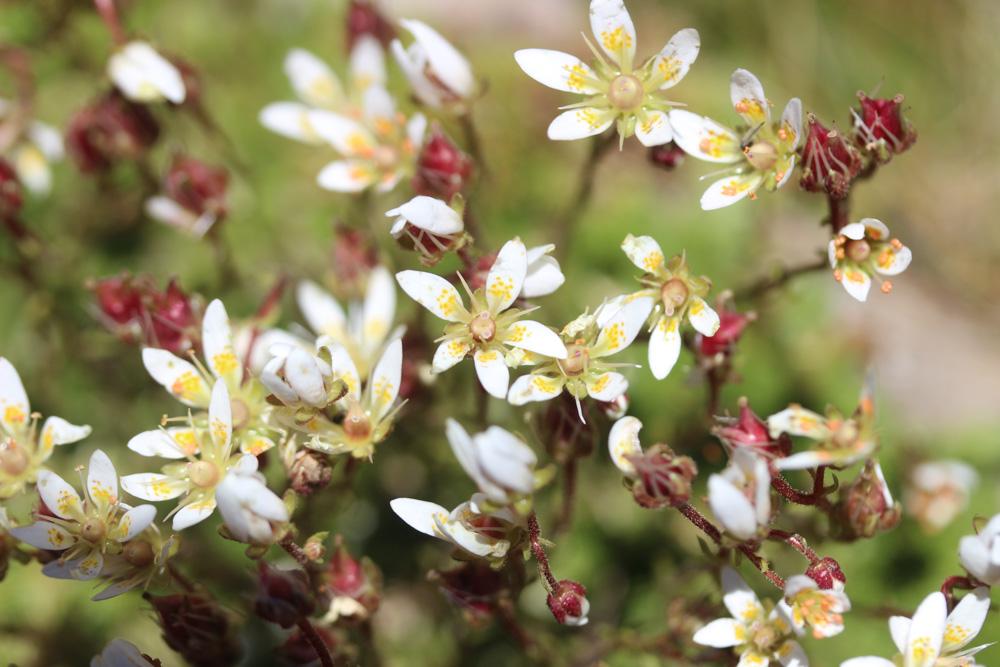 Saxifrage d'Auvergne Saxifraga bryoides L., 1753