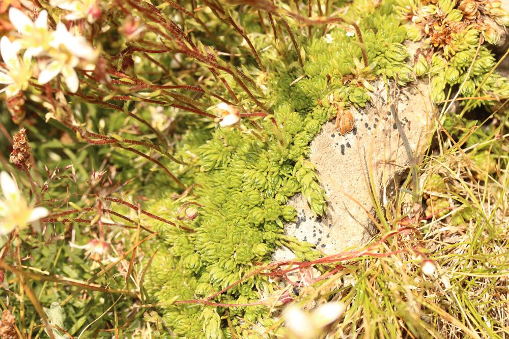 Saxifrage d'Auvergne Saxifraga bryoides L., 1753