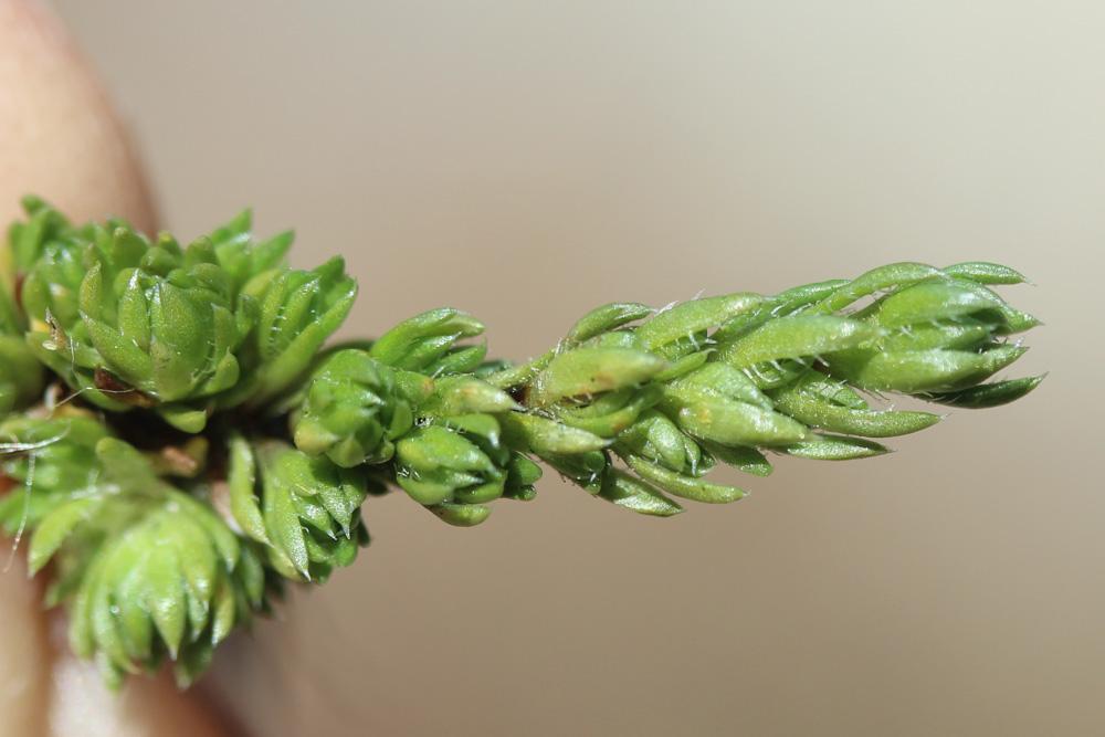 Saxifrage d'Auvergne Saxifraga bryoides L., 1753