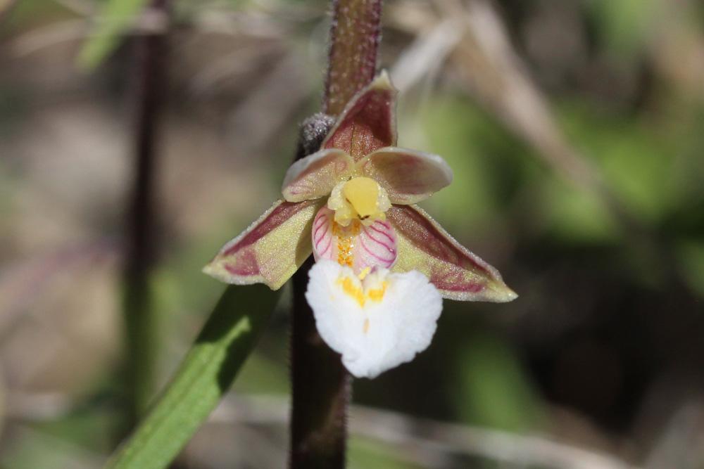 Épipactis des marais Epipactis palustris (L.) Crantz, 1769