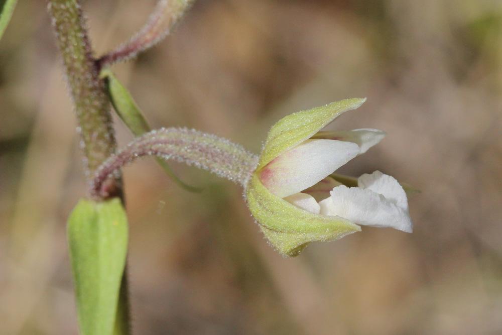 Épipactis des marais Epipactis palustris (L.) Crantz, 1769