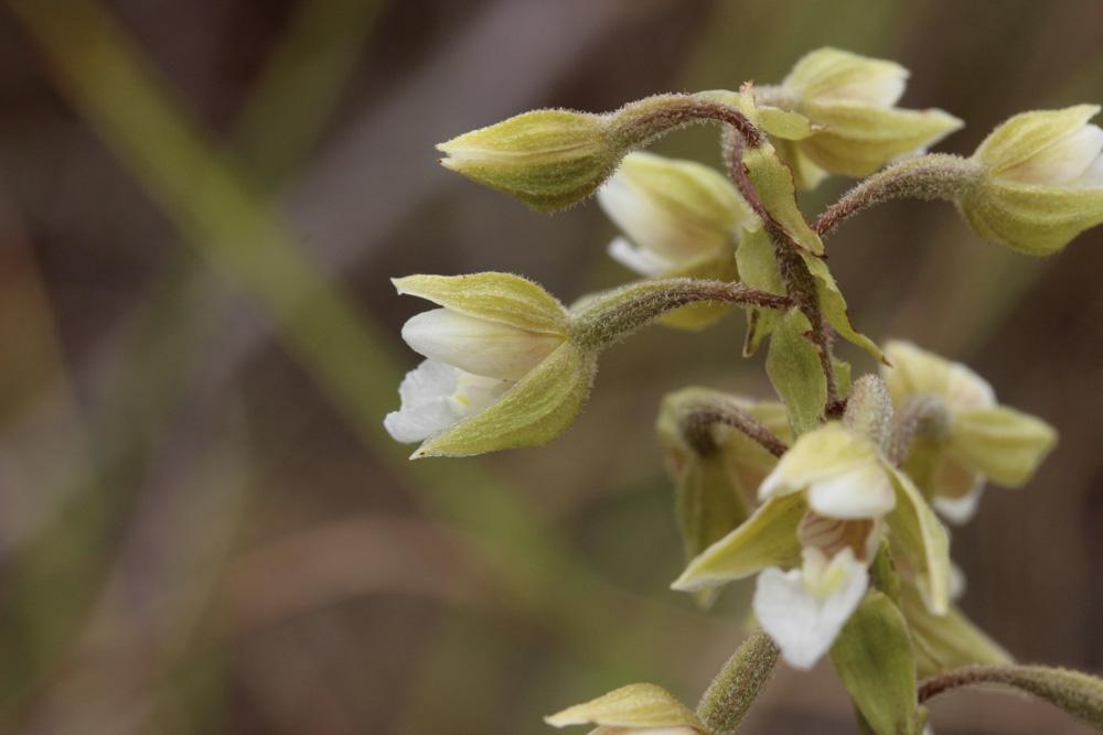 Épipactis des marais Epipactis palustris (L.) Crantz, 1769
