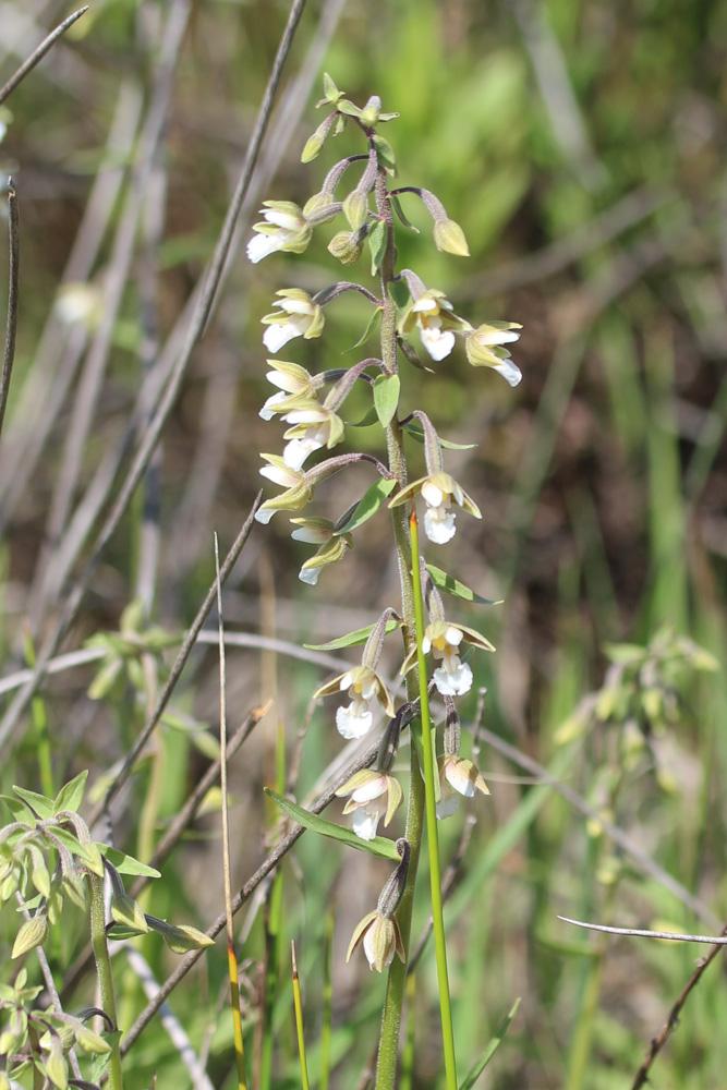 Épipactis des marais Epipactis palustris (L.) Crantz, 1769