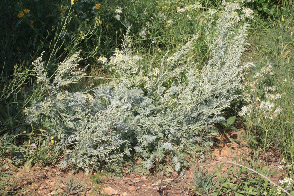 Armoise absinthe, Herbe aux vers Artemisia absinthium L., 1753