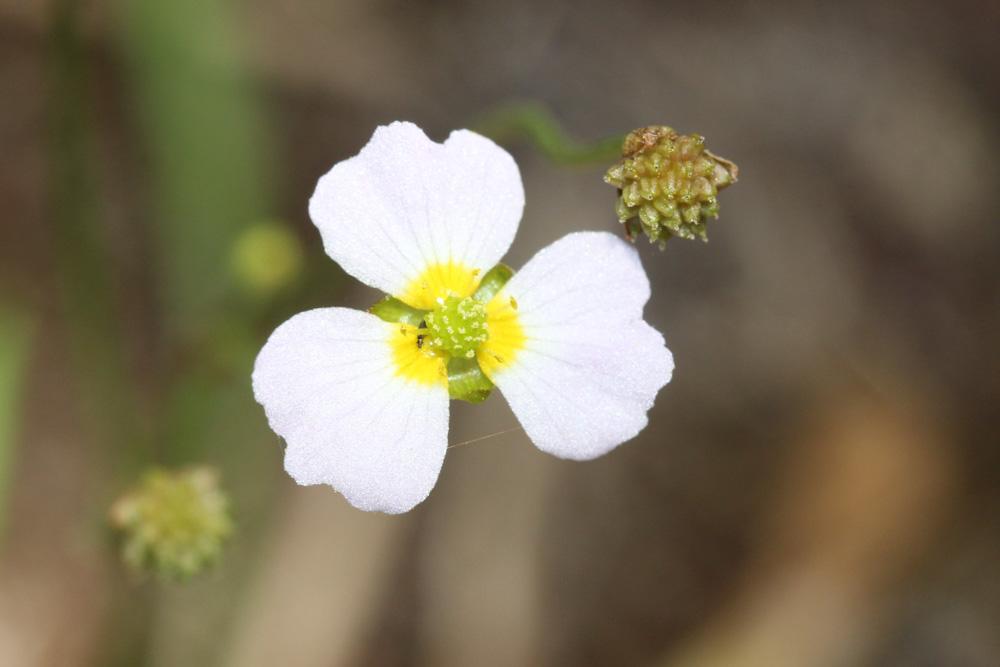 Le Flûteau fausse-renoncule, Baldellie fausse Renoncu Baldellia ranunculoides (L.) Parl., 1854