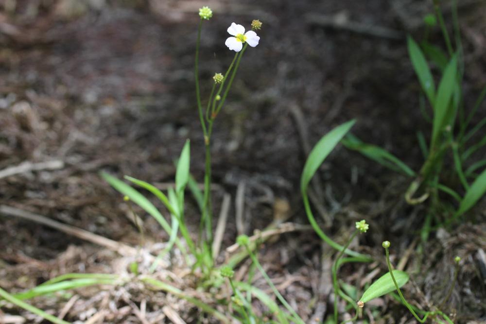 Flûteau fausse-renoncule, Baldellie fausse Renoncu Baldellia ranunculoides (L.) Parl., 1854
