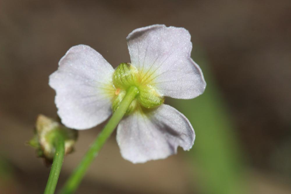 Flûteau fausse-renoncule, Baldellie fausse Renoncu Baldellia ranunculoides (L.) Parl., 1854
