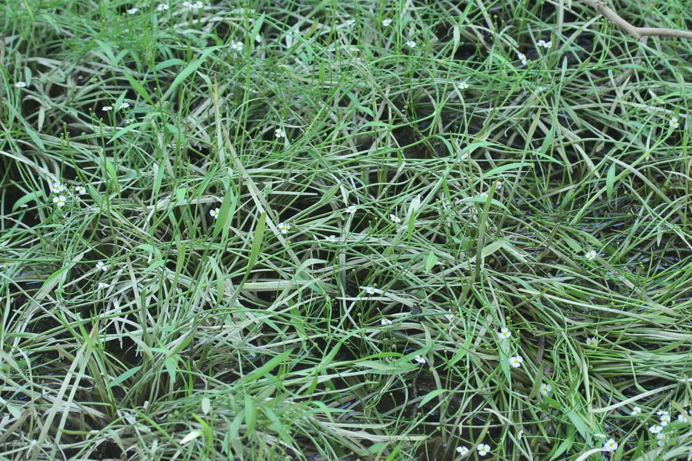 Flûteau fausse-renoncule, Baldellie fausse Renoncu Baldellia ranunculoides (L.) Parl., 1854
