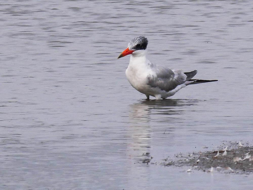 Sterne caspienne Hydroprogne caspia (Pallas, 1770)