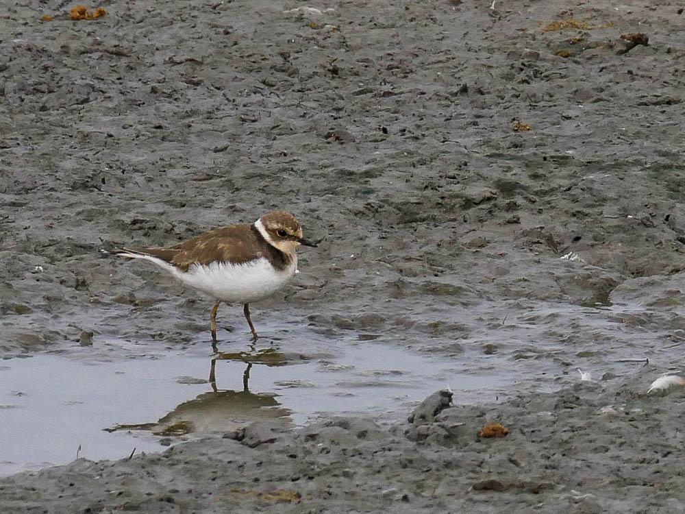 Petit Gravelot Charadrius dubius Scopoli, 1786