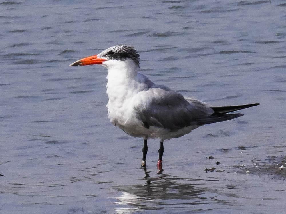 Sterne caspienne Hydroprogne caspia (Pallas, 1770)
