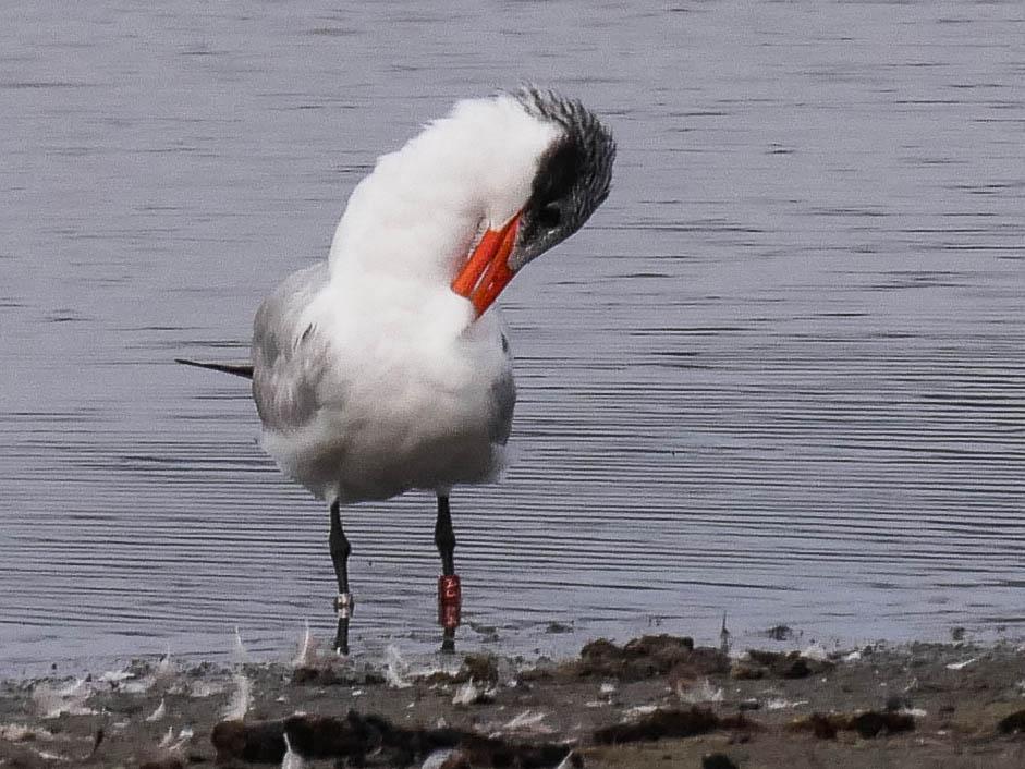 Sterne caspienne Hydroprogne caspia (Pallas, 1770)