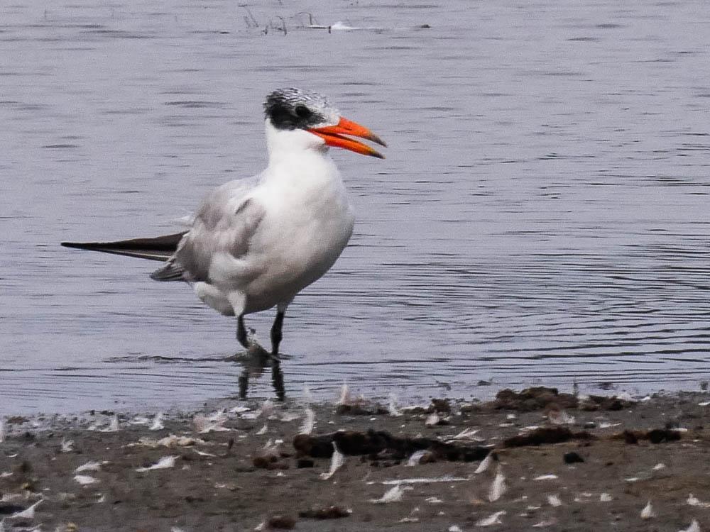 Sterne caspienne Hydroprogne caspia (Pallas, 1770)