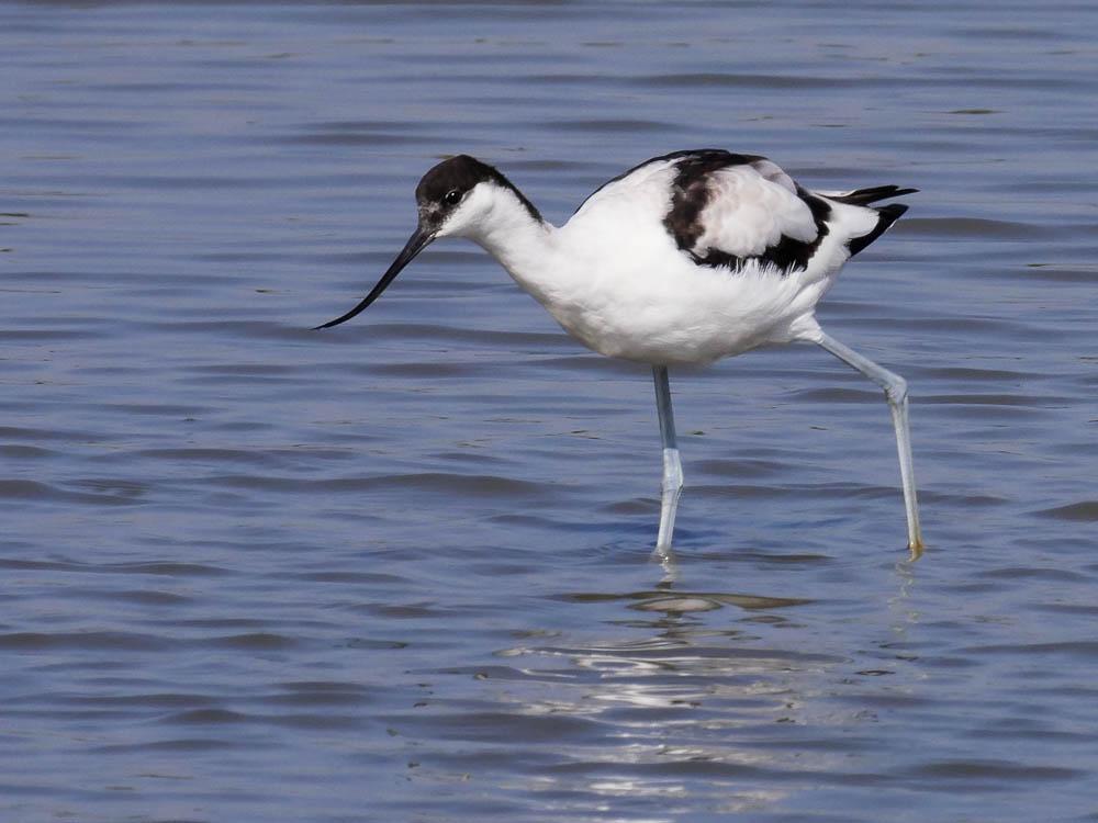 Avocette élégante Recurvirostra avosetta Linnaeus, 1758