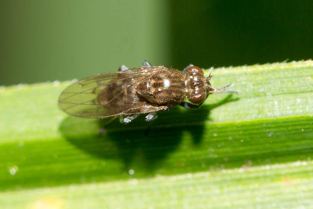Parydra coarctata (Fallén, 1813)