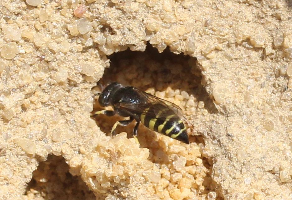 Bembecinus tridens (Fabricius, 1781)