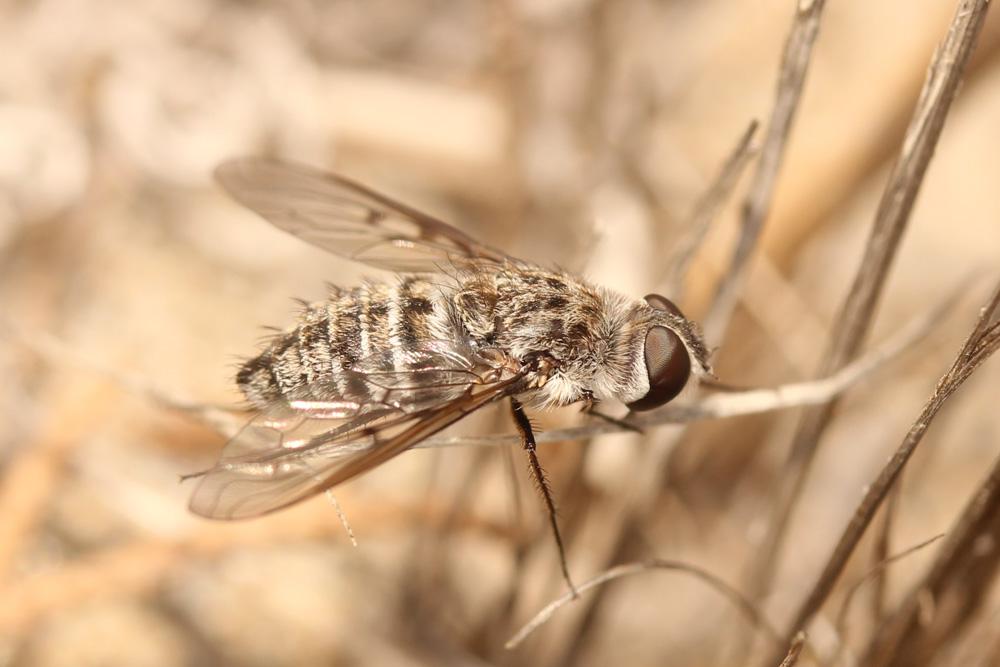 Anthrax binotatus Wiedemann in Meigen, 1820