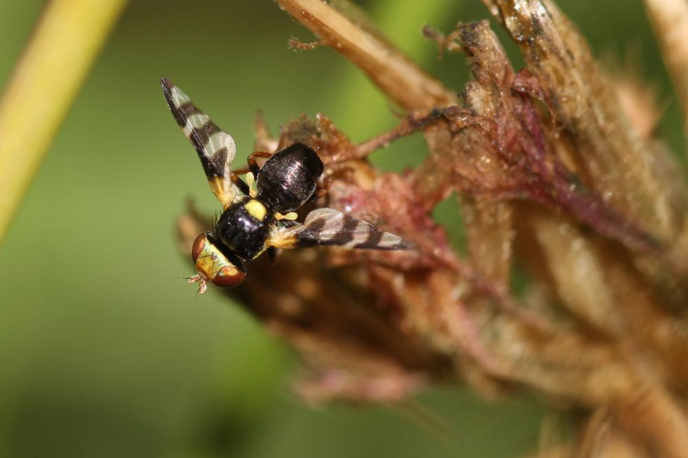 Urophora quadrifasciata (Meigen, 1826)