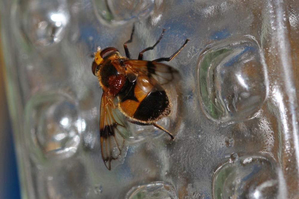 Volucelle à ventre blanc en devant Volucella pellucens (Linnaeus, 1758)