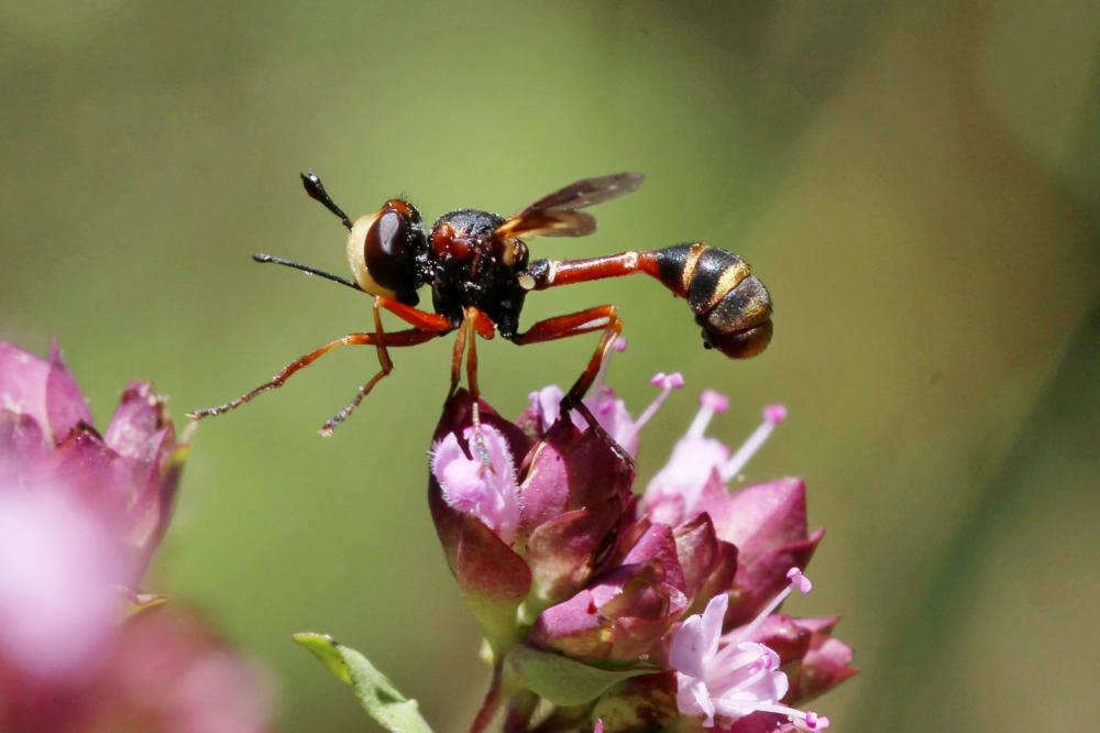  Physocephala vittata (Fabricius, 1794)