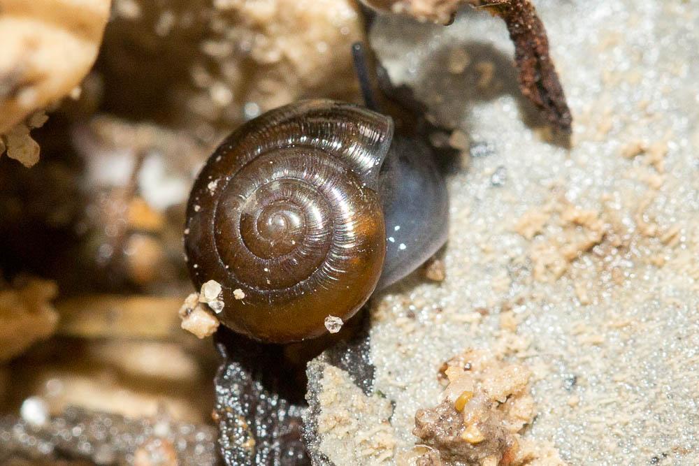 Luisantine des marais Zonitoides nitidus (O.F. Müller, 1774)