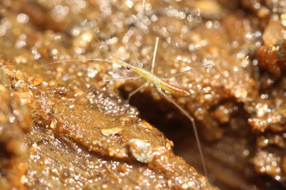 Hydromètre stagnant, Hydromètre des étangs Hydrometra stagnorum (Linnaeus, 1758)