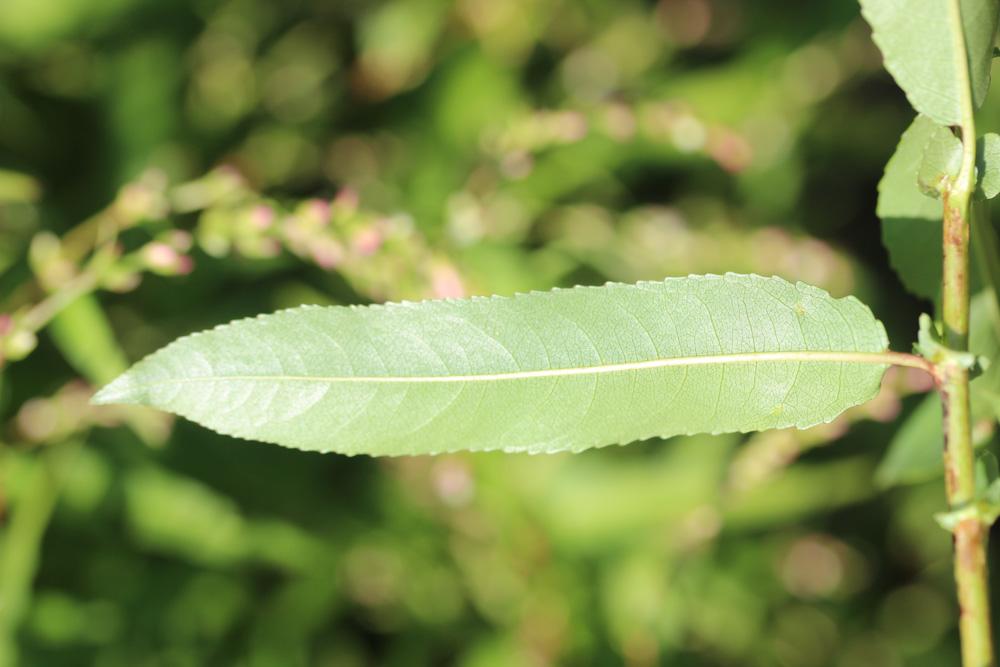 Saule à trois étamines, Osier brun Salix triandra L., 1753