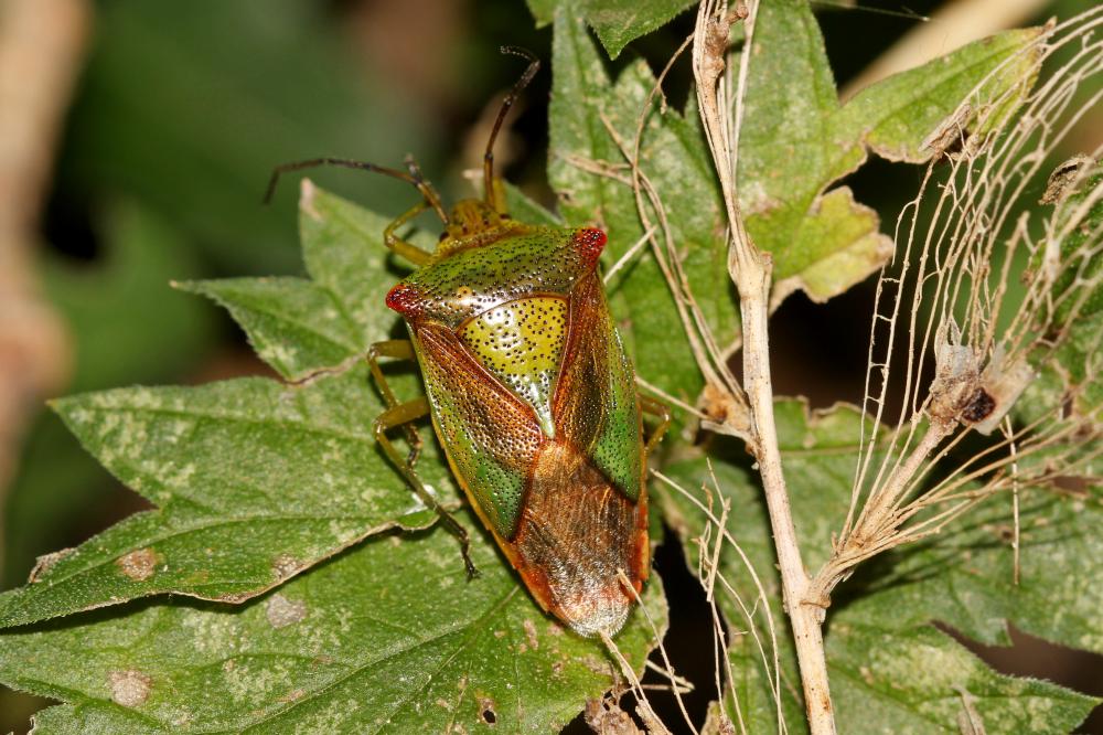 Punaise de l'aubépine, Punaise ensanglantée Acanthosoma haemorrhoidale (Linnaeus, 1758)