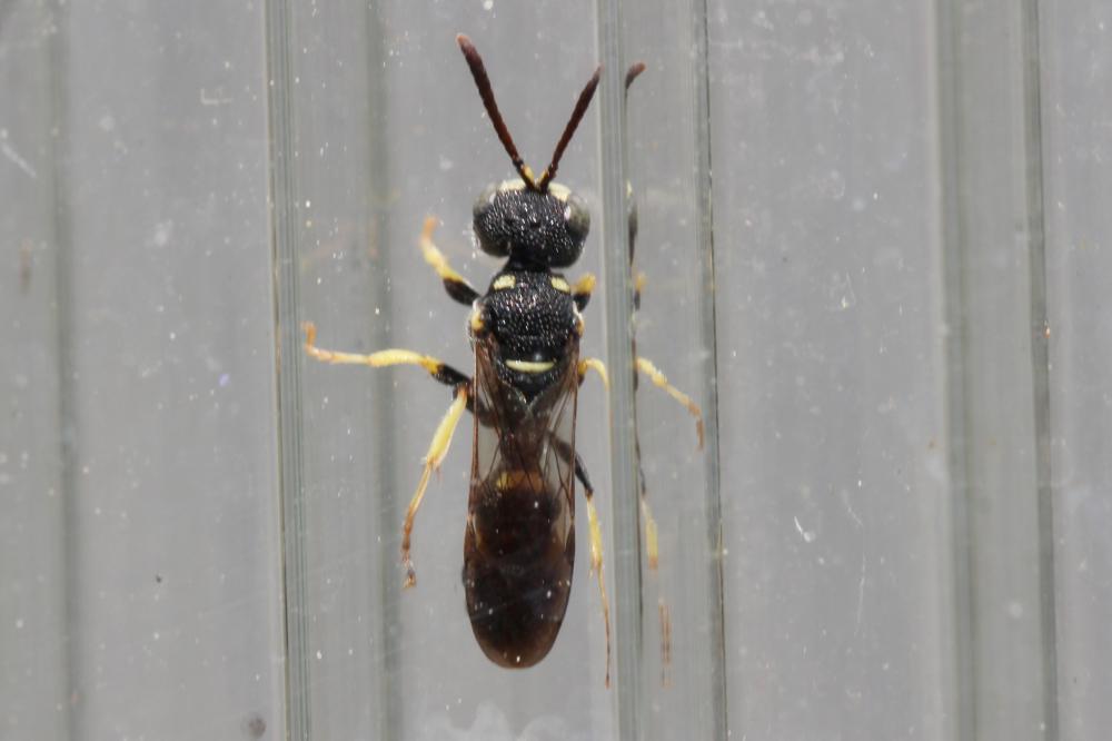 Cerceris rybyensis (Linnaeus, 1771)