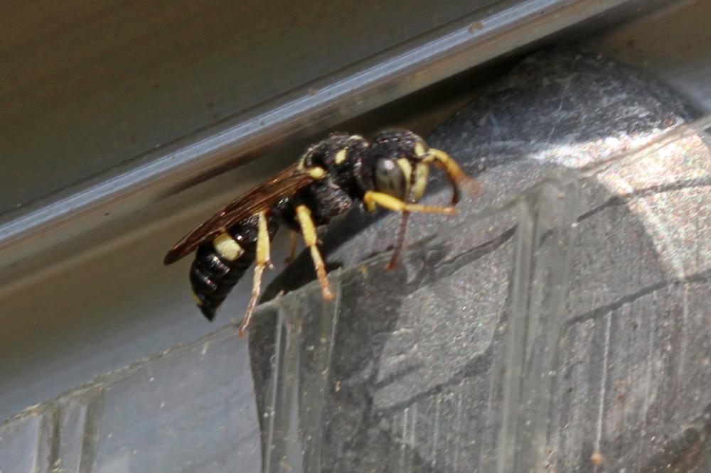  Cerceris rybyensis (Linnaeus, 1771)