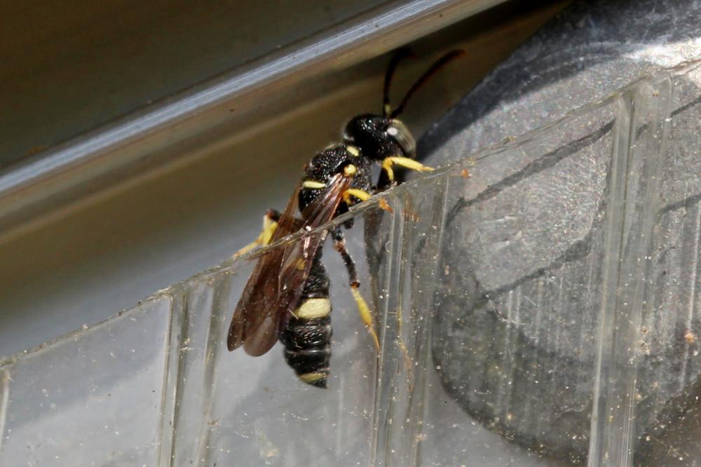 Cerceris rybyensis (Linnaeus, 1771)