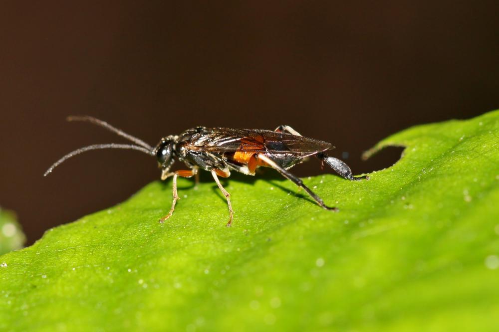  Nematus alniastri (Scharfenberg, 1805)