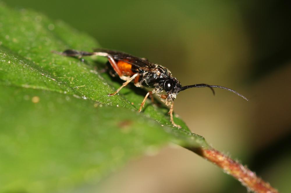  Nematus alniastri (Scharfenberg, 1805)