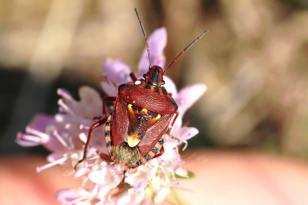 Codophila varia (Fabricius, 1787)