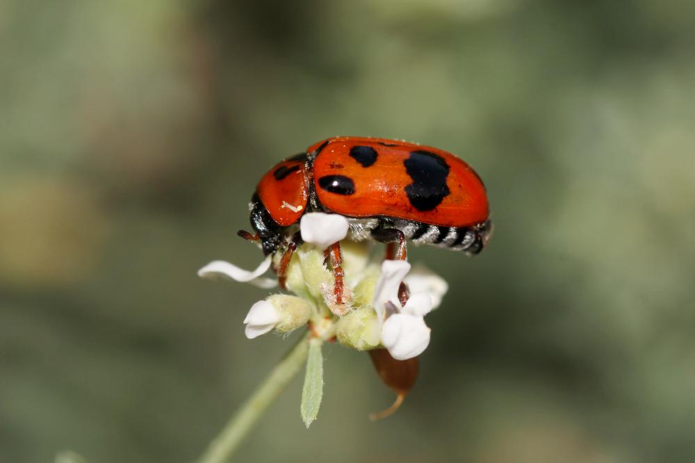 Clytra atraphaxidis (Pallas, 1773)