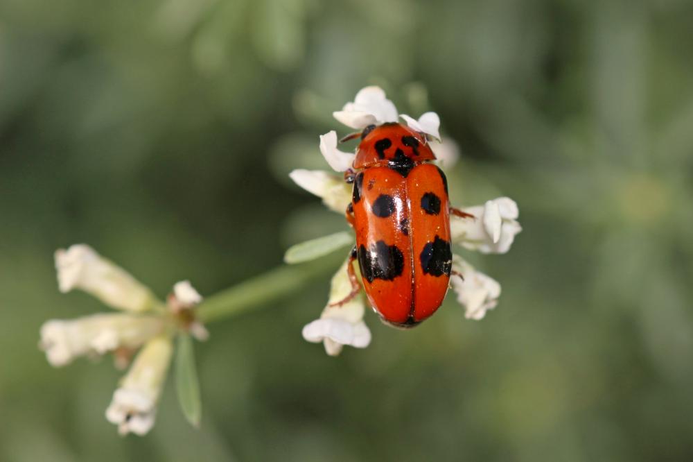 Clytra atraphaxidis (Pallas, 1773)