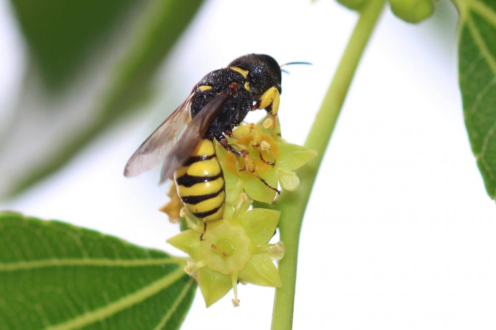 Lestica clypeata (Schreber, 1759)