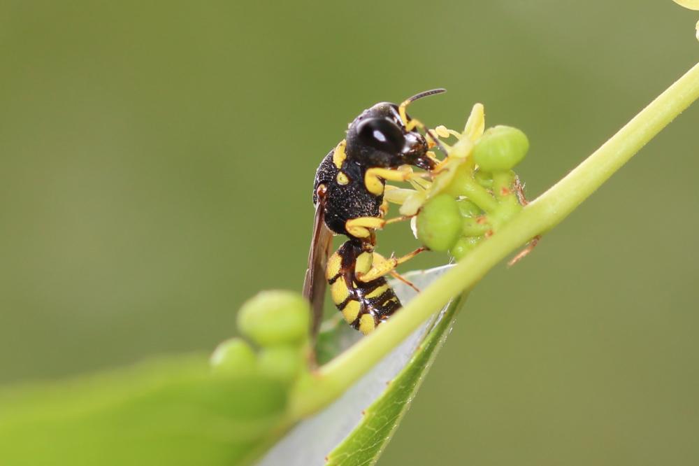 Lestica clypeata (Schreber, 1759)