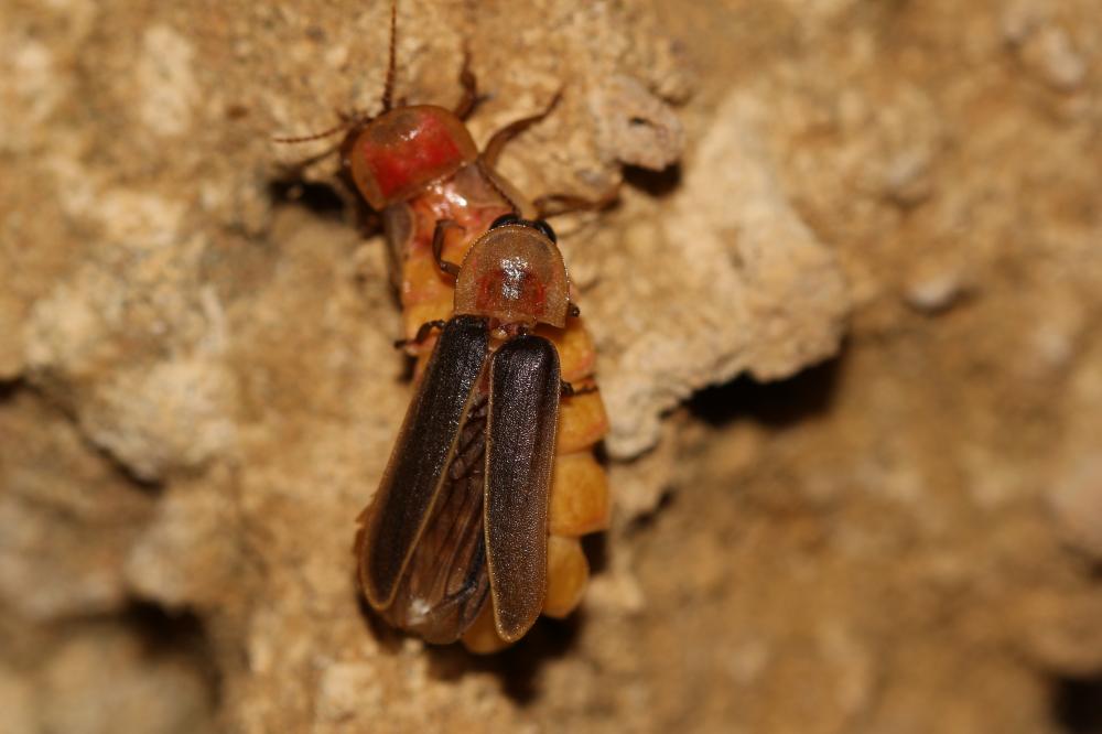 Lampyre méridional Nyctophila reichii (Jacquelin du Val, 1859)