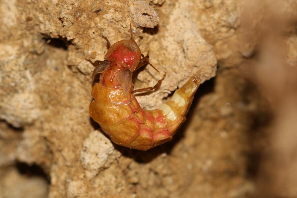 Lampyre méridional Nyctophila reichii (Jacquelin du Val, 1859)
