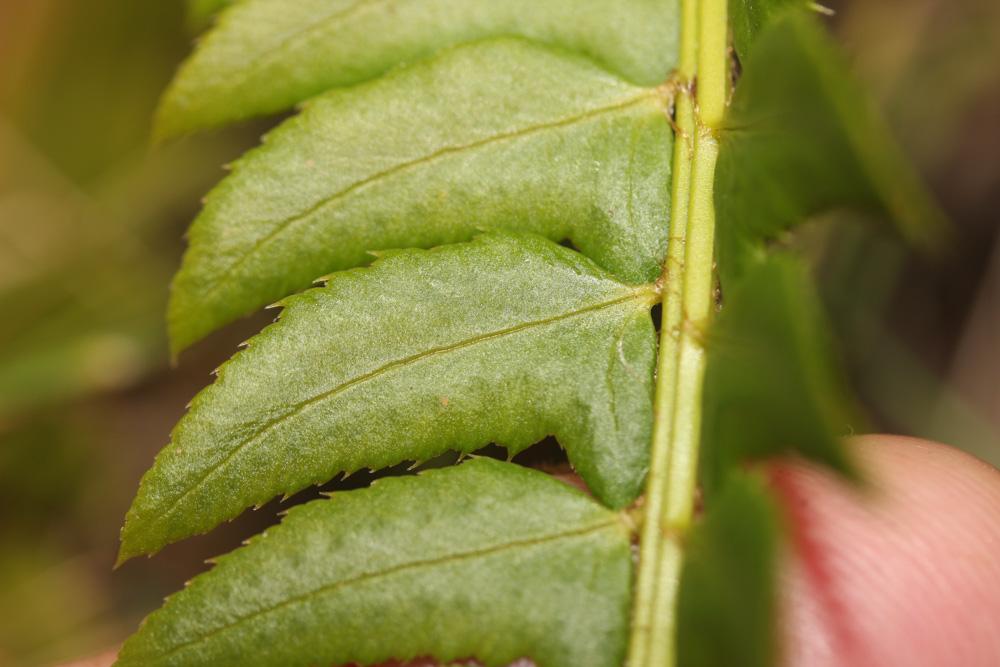 Polystic lonchyte, Polystic en fer de lance Polystichum lonchitis (L.) Roth, 1799