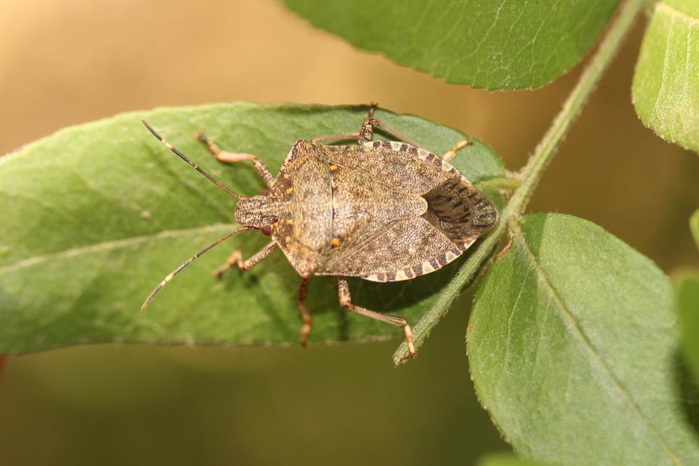 Punaise diabolique Halyomorpha halys (Stål, 1855)