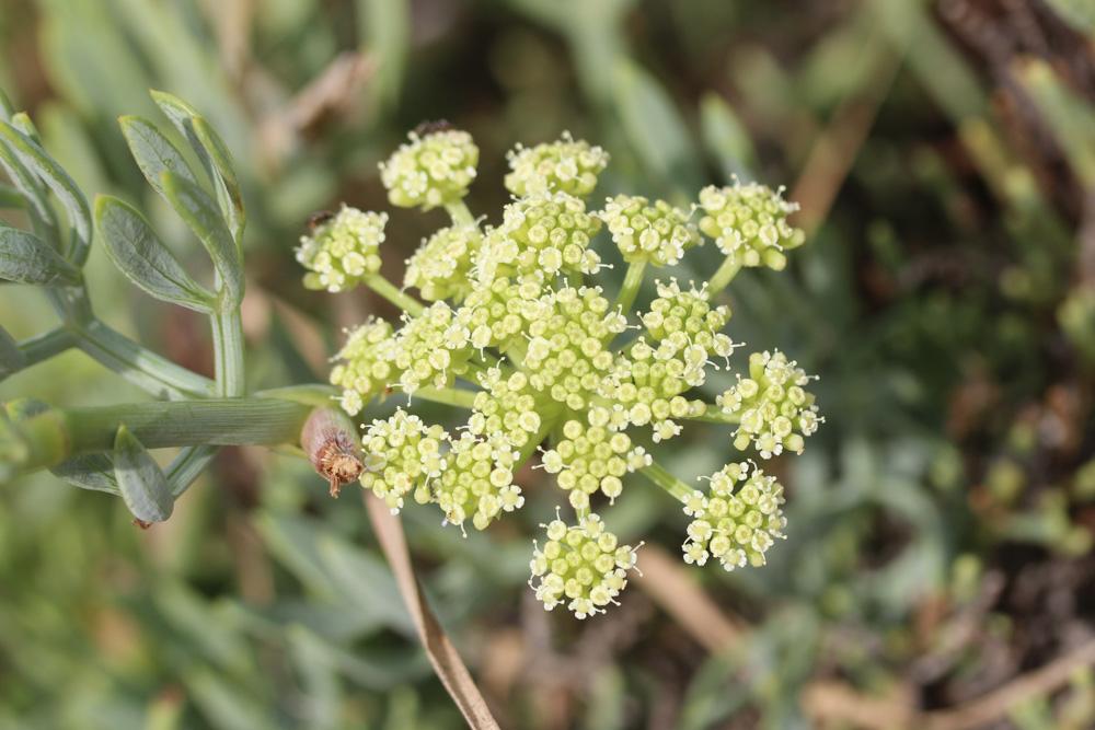 Criste marine, Fenouil marin, Perce-pierre, Cassep Crithmum maritimum L., 1753